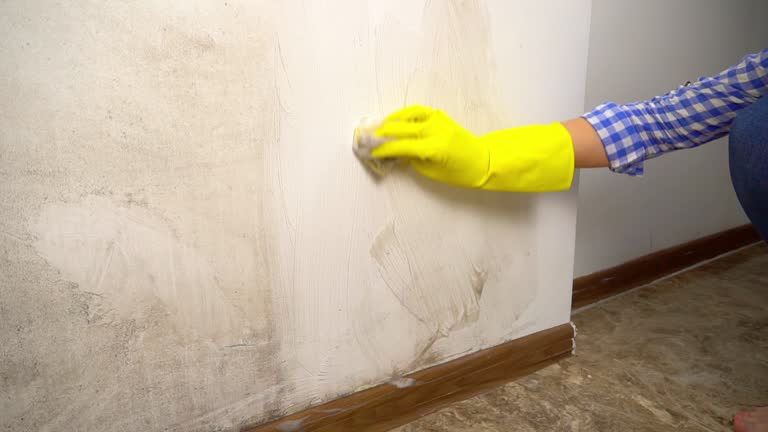 Professional Mold Removal in South River, NM